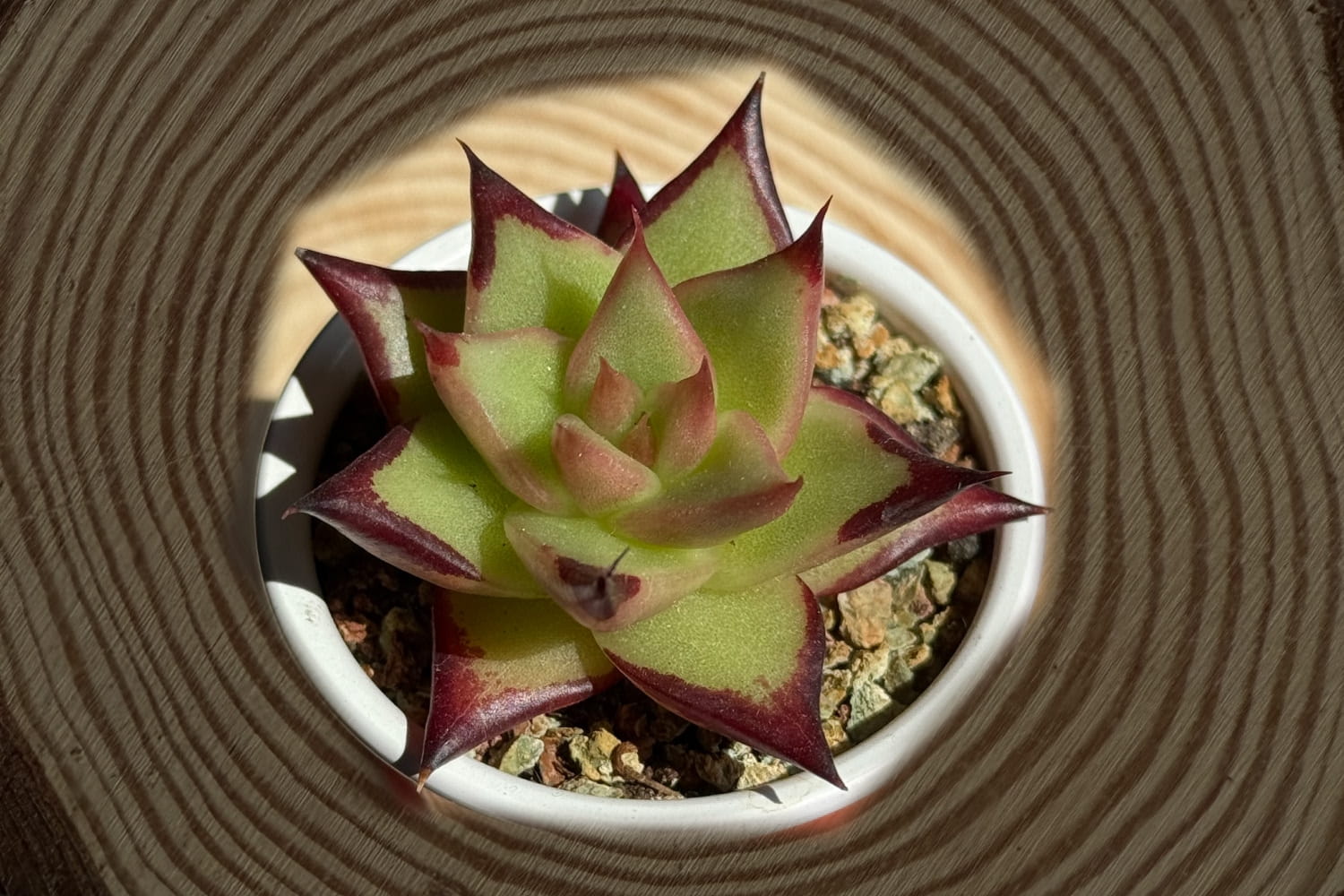 scculent-Ebony-type-echeverias