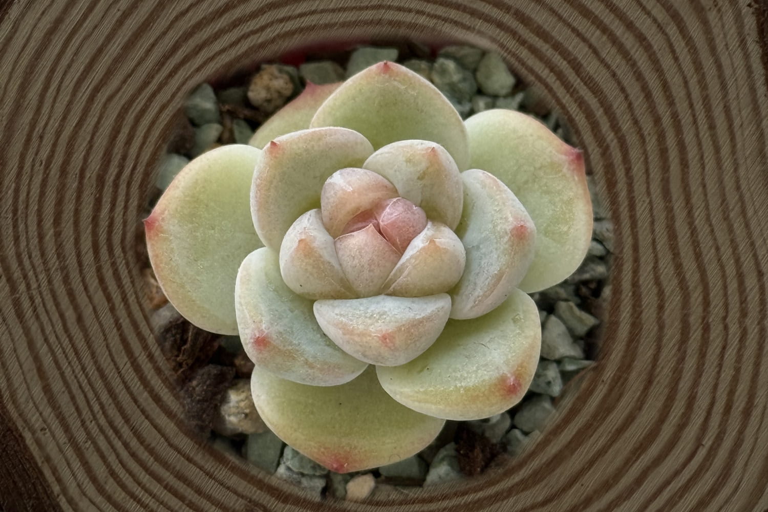 scculent-Jenney-lychee-top-view