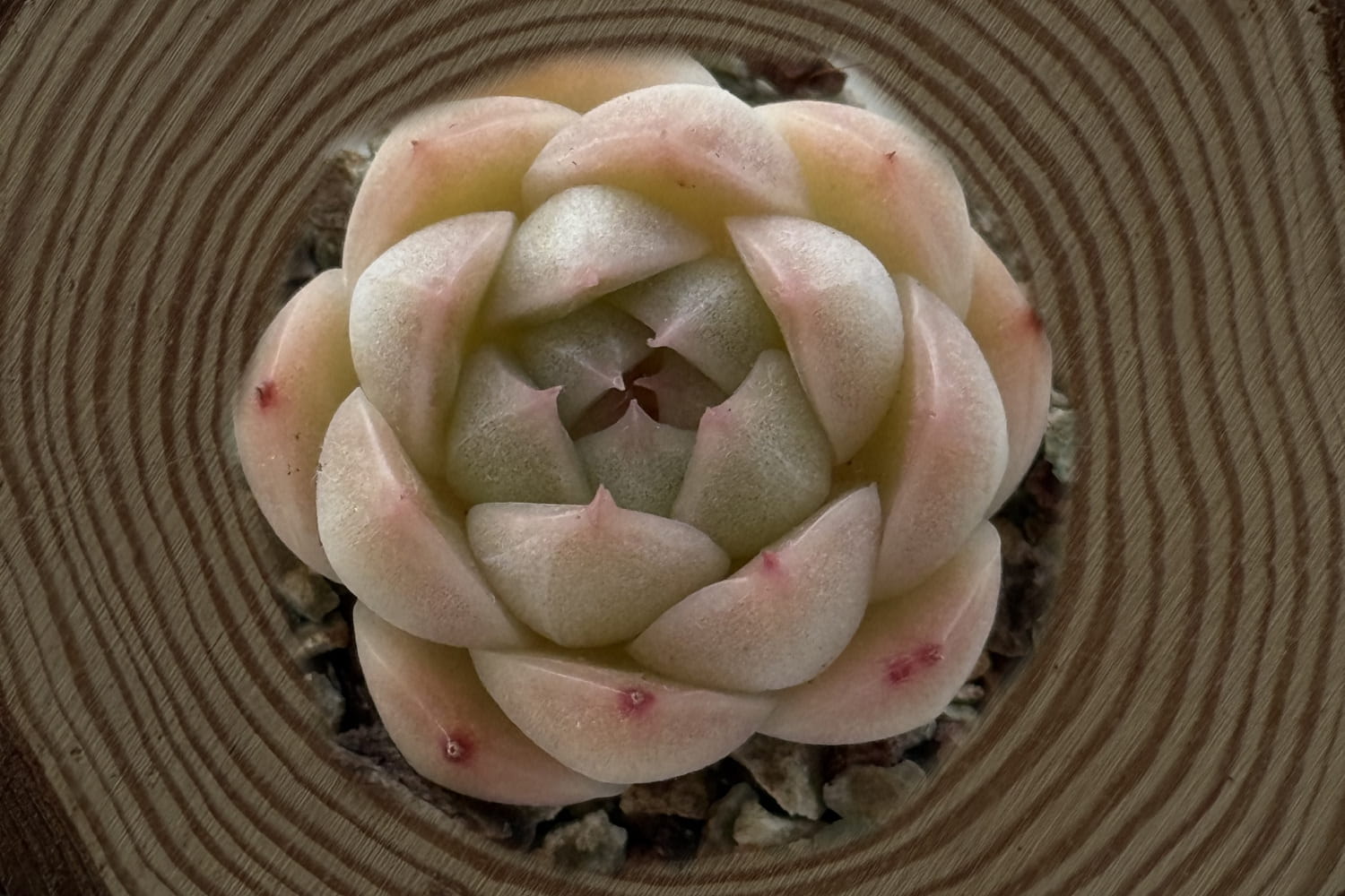 scculent-echeveria-crystal-malgan-white-top-view