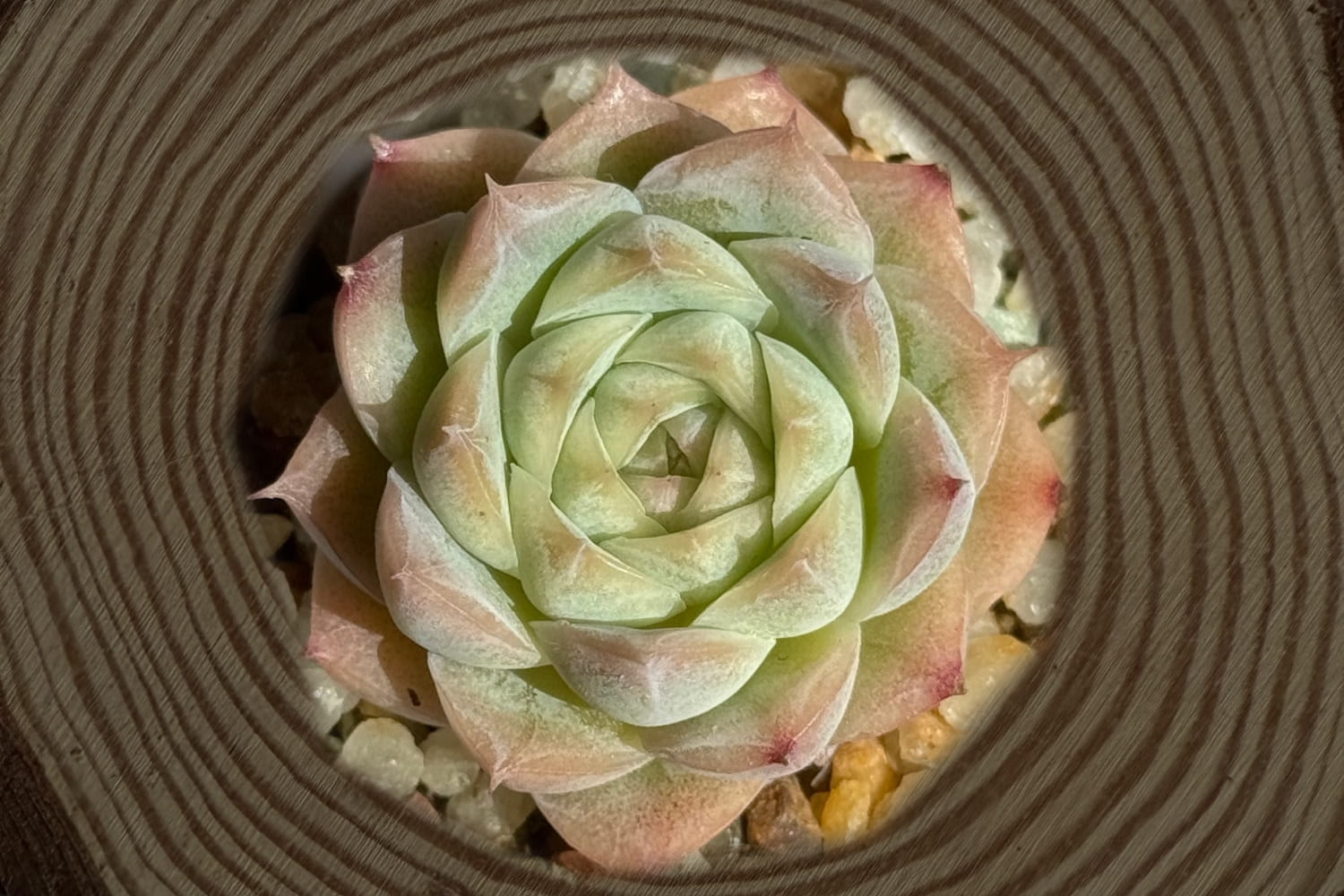scculent-echeveria-elegans-sasa-queen-top-view