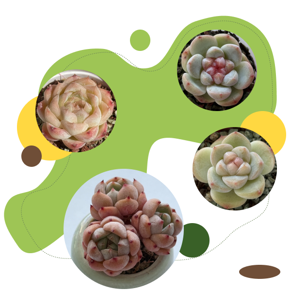 succulent-group
