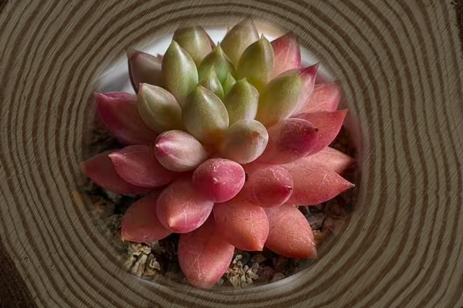 Echeveria Cherry - Succulent plant