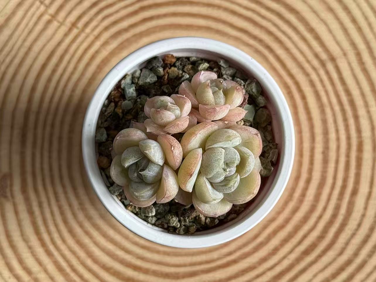 echeveria-hamburger-4-headed