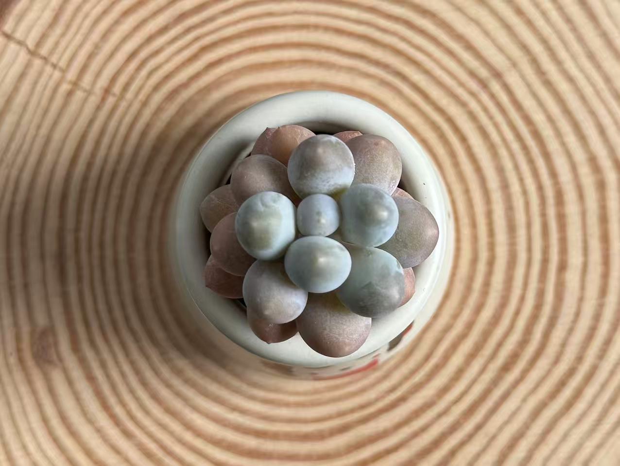 pachyphytum-oviferum-egg-shaped-top-view