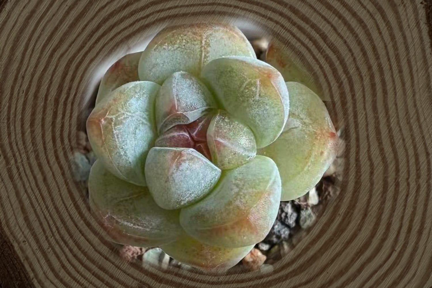 scculent-ice-jade-profile
