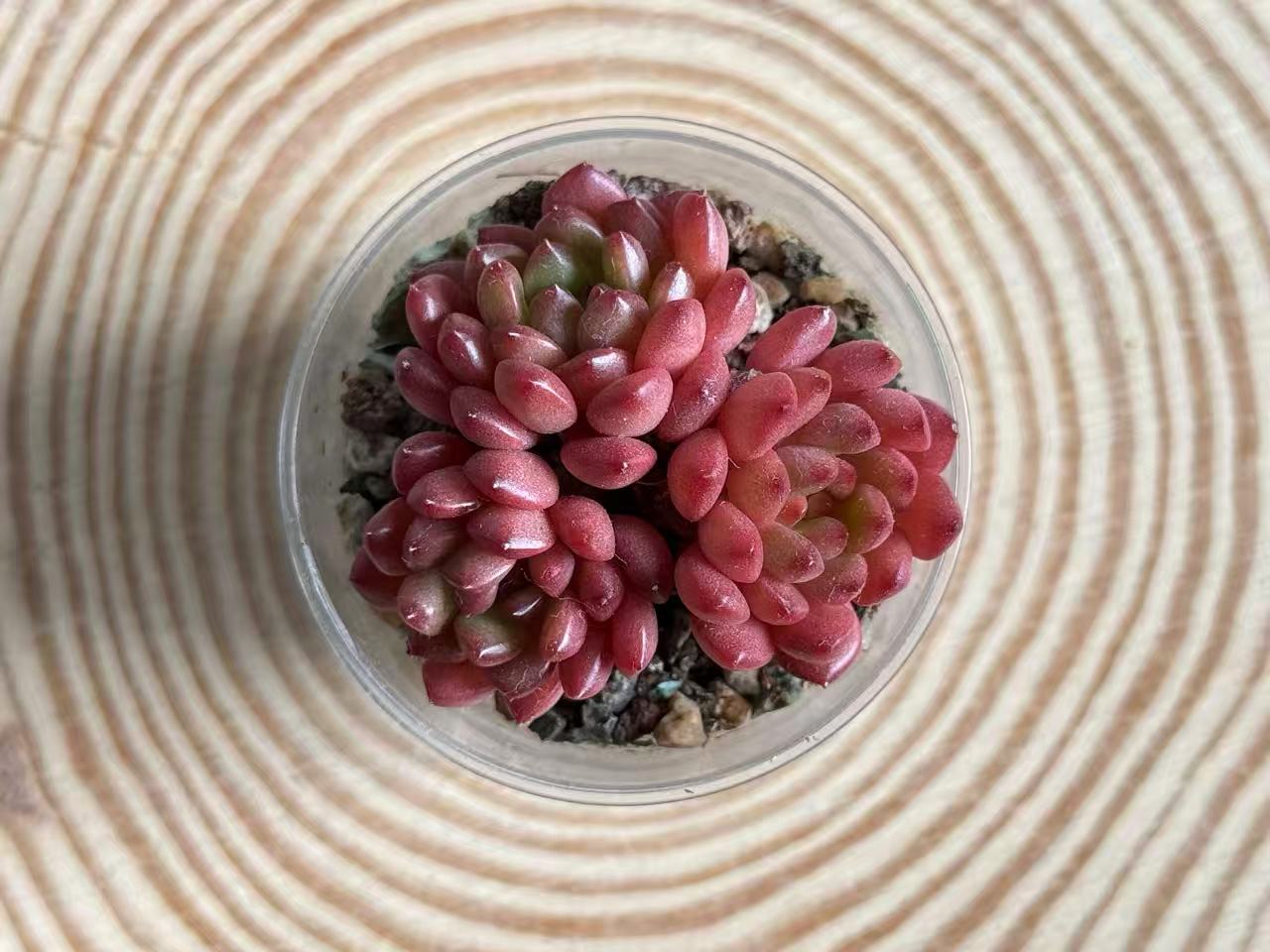 Sedeveria Pink Ruby clustered small