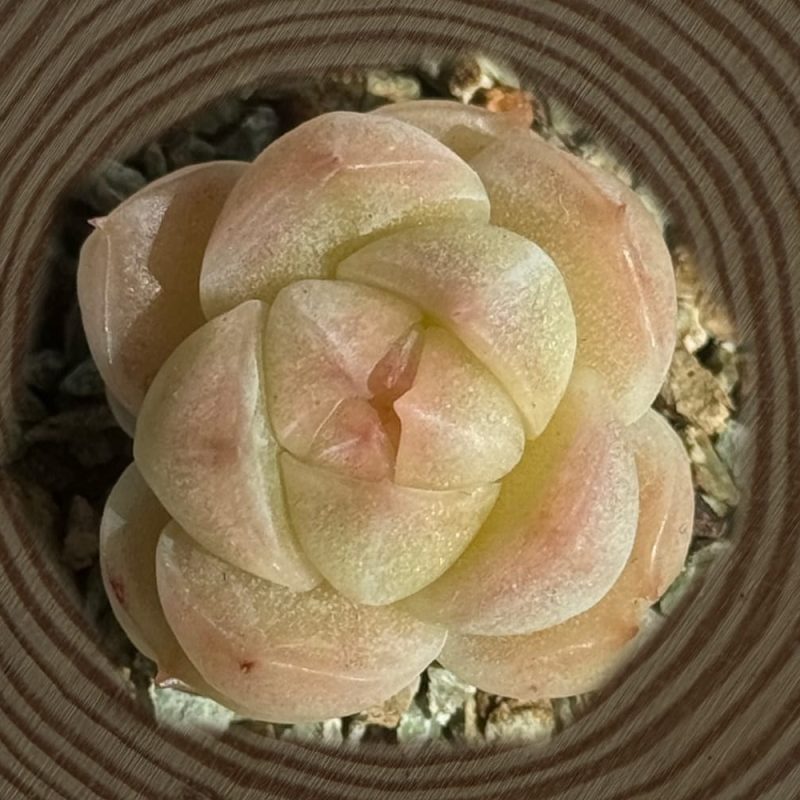 Crystal-Malgan-small-pink