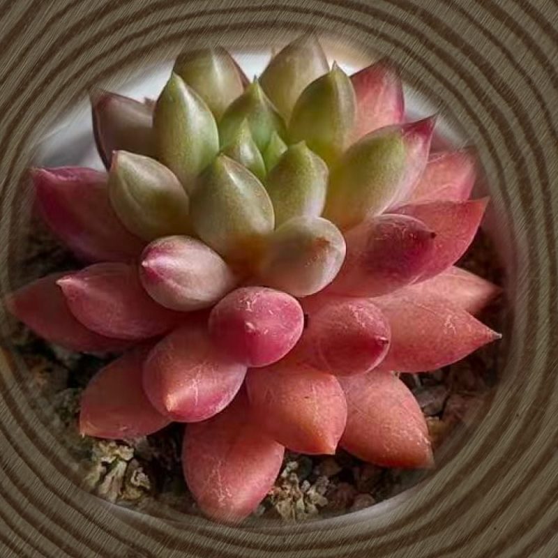 Echeveria Cherry - Succulent plant