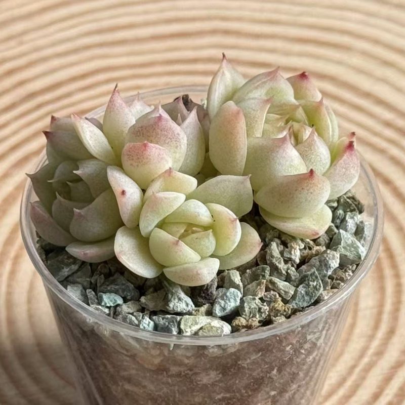 crystal-malgan-clustered-small