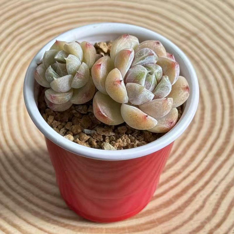 echeveria-hamburger-2-headed