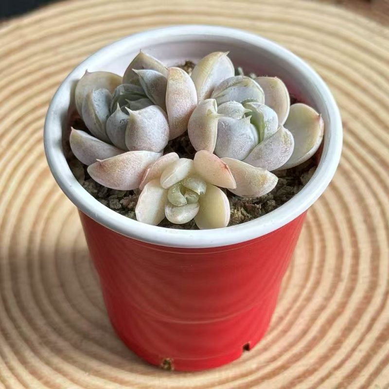echeveria-hamburger-3-headed