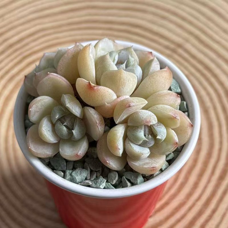 echeveria-hamburger-4-headed-large