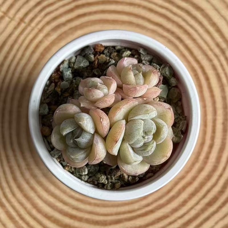 echeveria-hamburger-4-headed