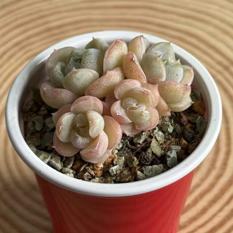 echeveria-hamburger-4-headed-side-view