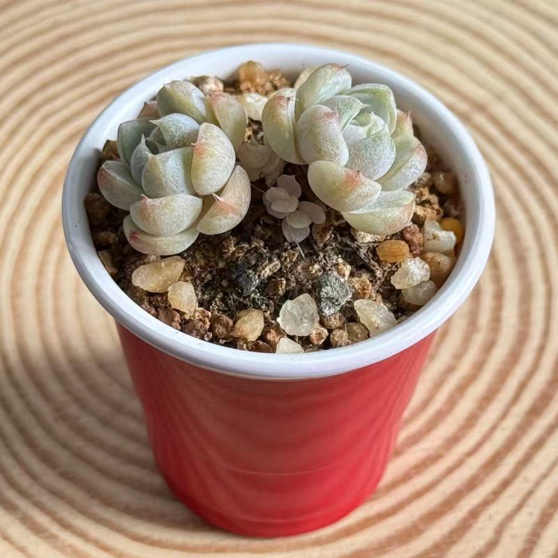 echeveria-hamburger-clustered