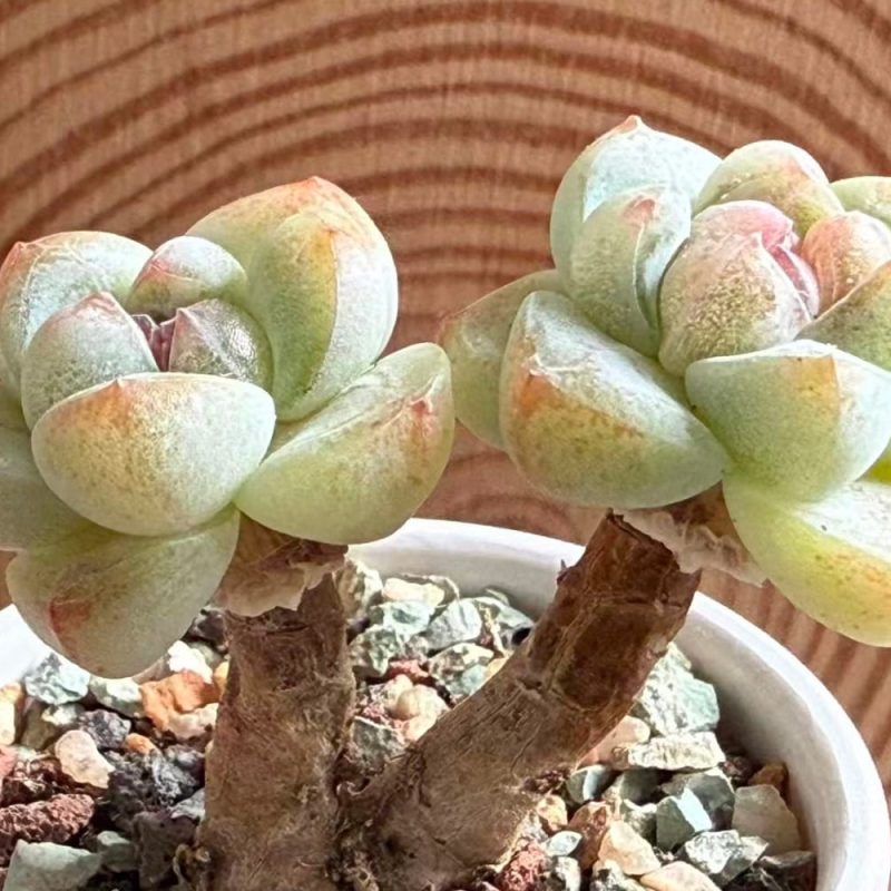 ice-jade-1-side-view
