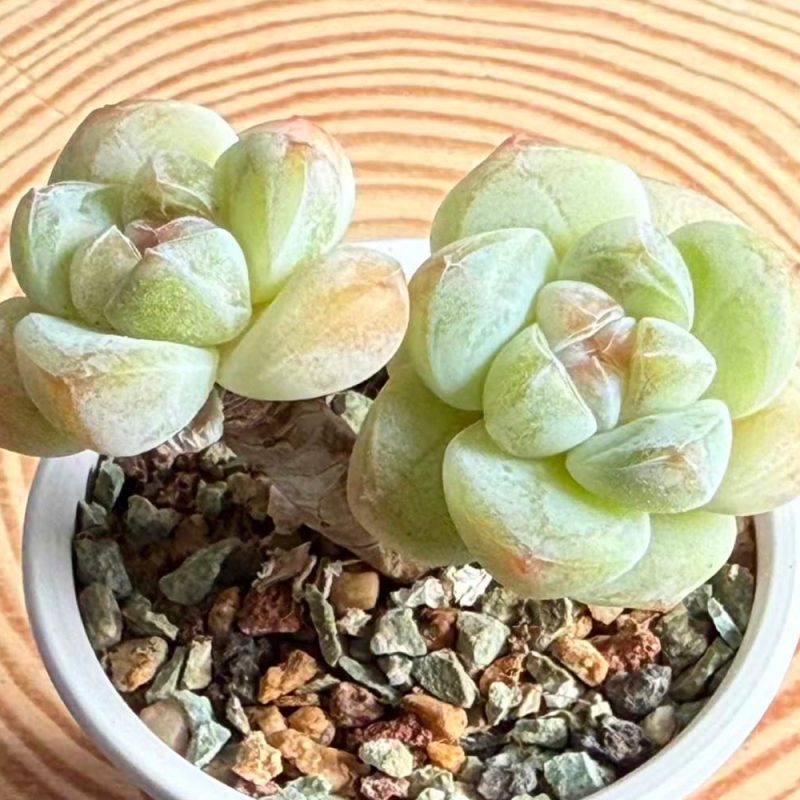 ice-jade-2