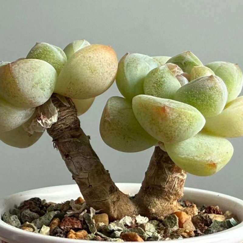ice-jade-2-side-view