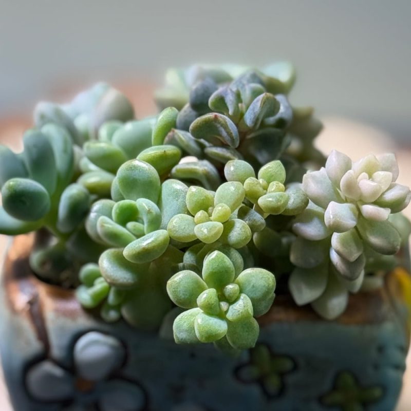 min-scculents-garden-front-view