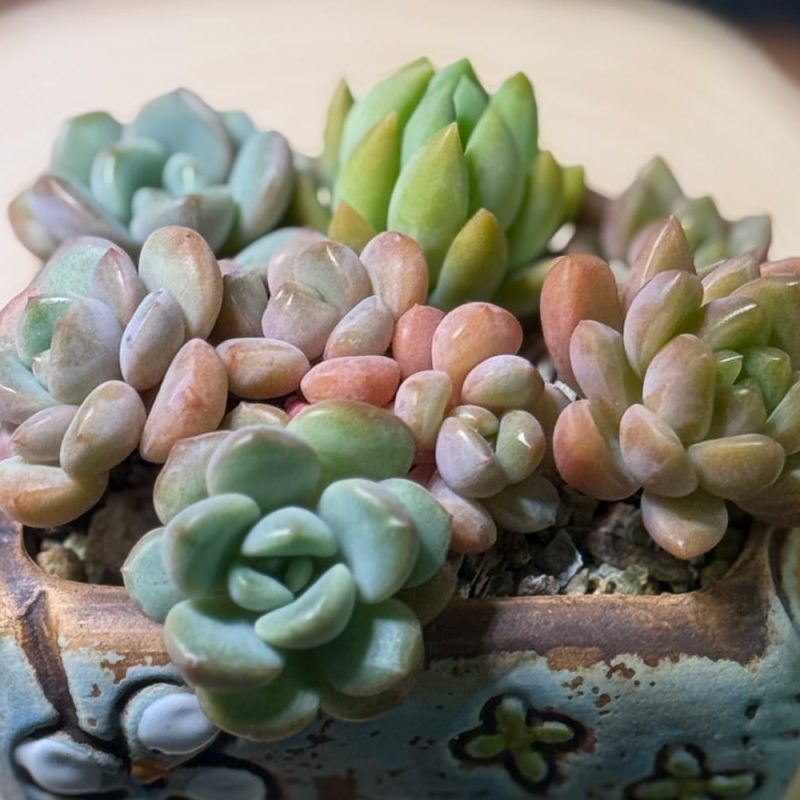 min-scculents-garden