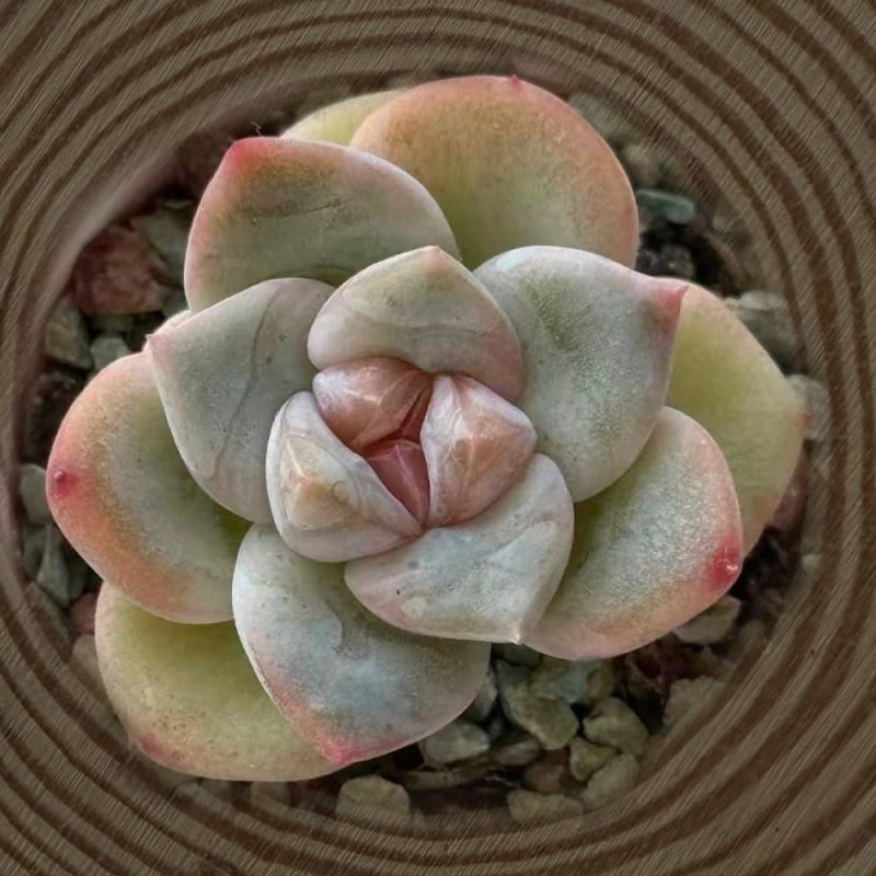 mix-jenny-triangle-top-view