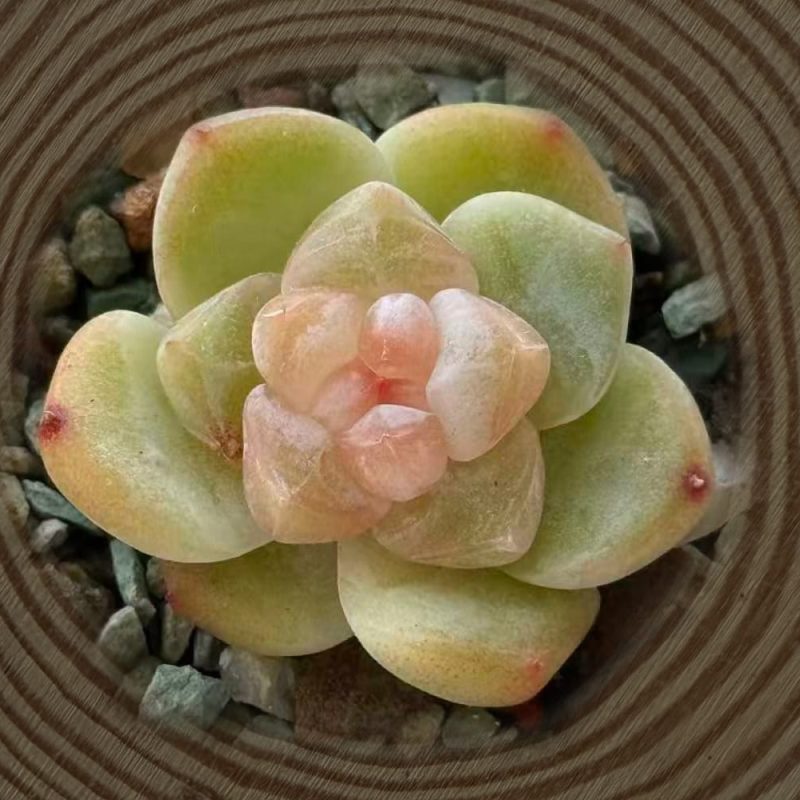 mix-jenny-white-top-view