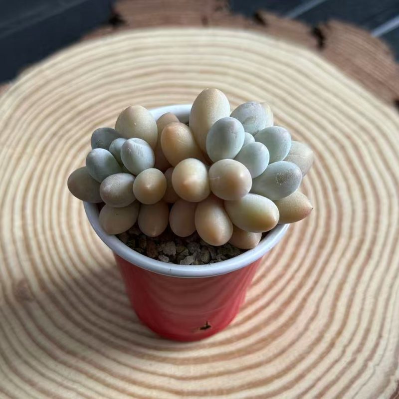 pachyphytum-oviferum-egg-shaped-2-headed