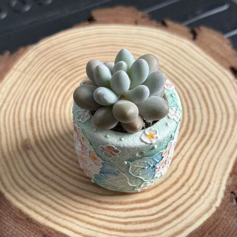 pachyphytum-oviferum-egg-shaped