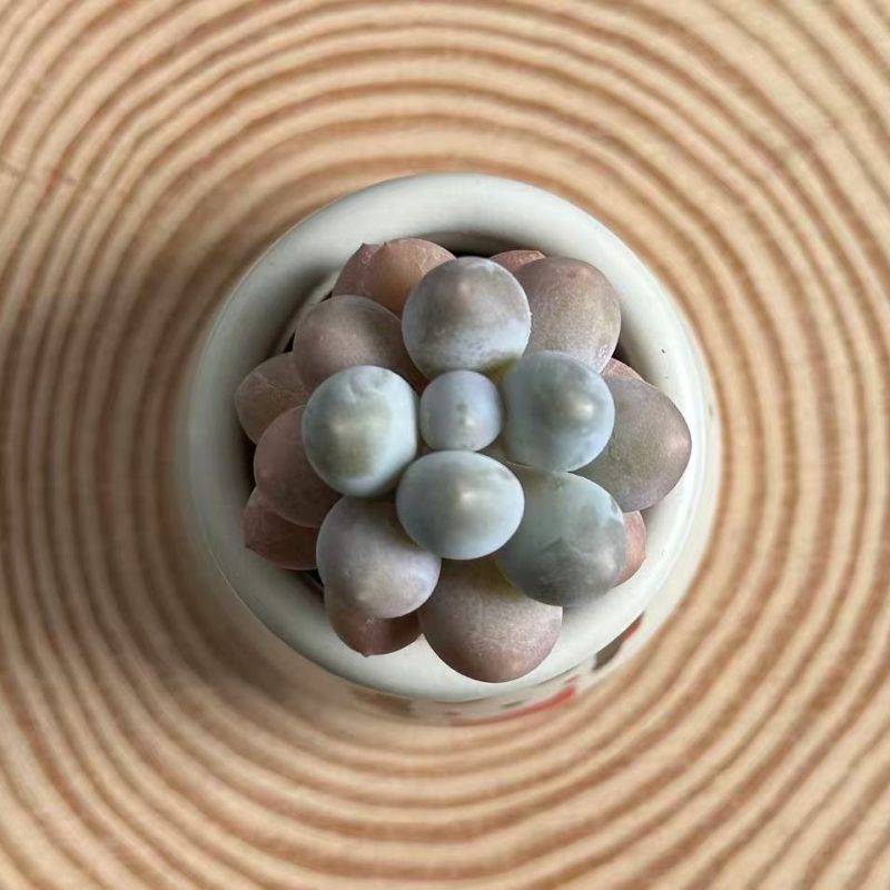 pachyphytum-oviferum-egg-shaped-top-view