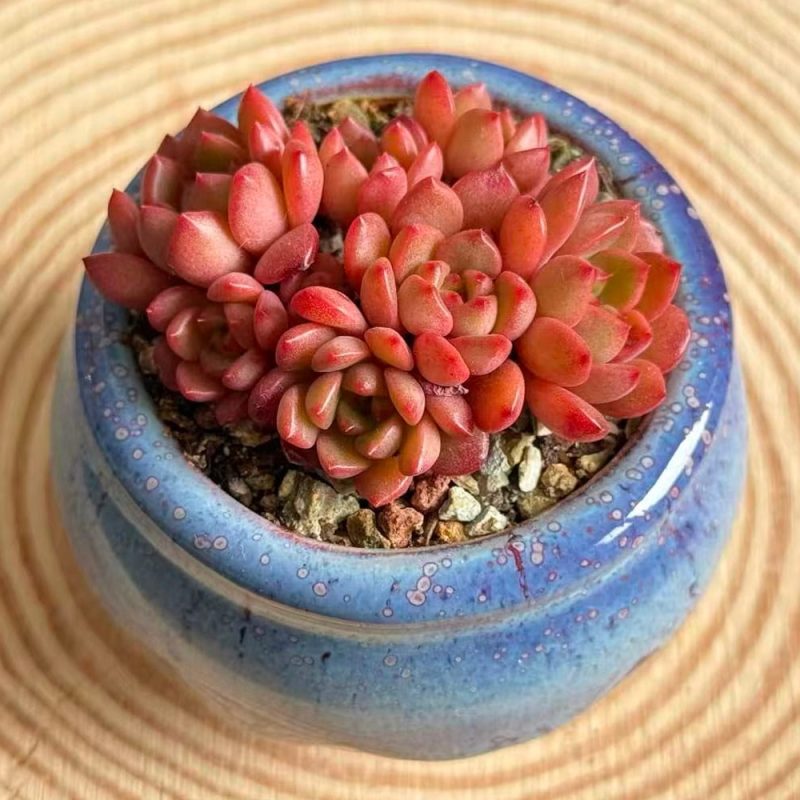 Sedeveria Pink Ruby clustered