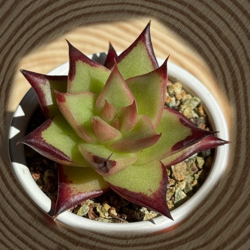 scculent-Ebony-type-echeverias