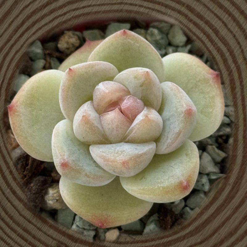 scculent-Jenney-lychee-top-view