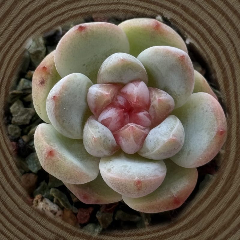 scculent-Mixed-Jenny-Type