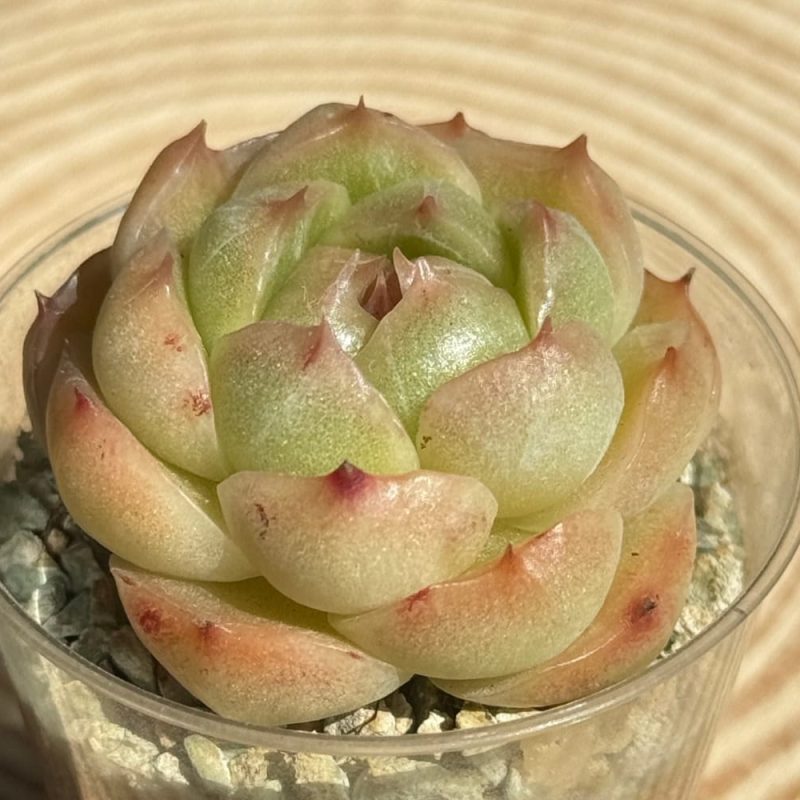 scculent-echeveria-crystal-malgan-green-side-view