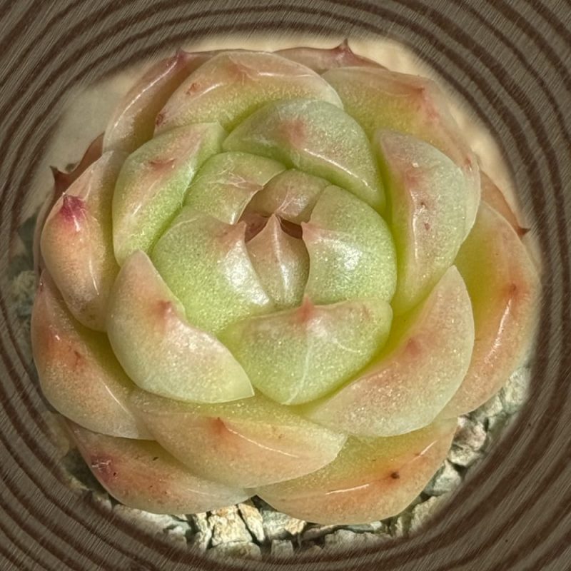 scculent-echeveria-crystal-malgan-green-top-view