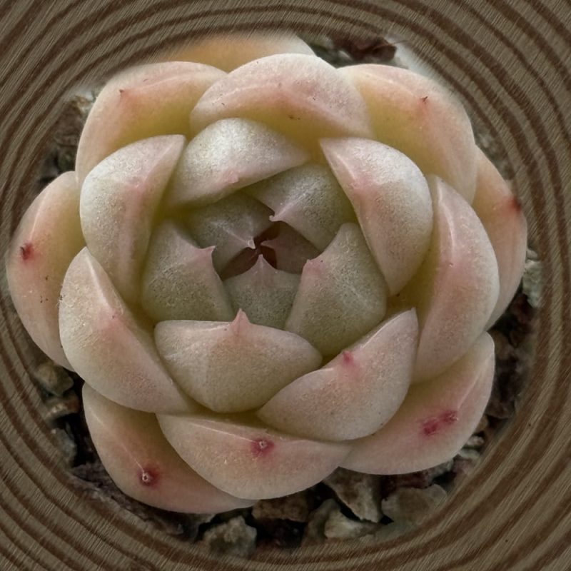 scculent-echeveria-crystal-malgan-white-top-view