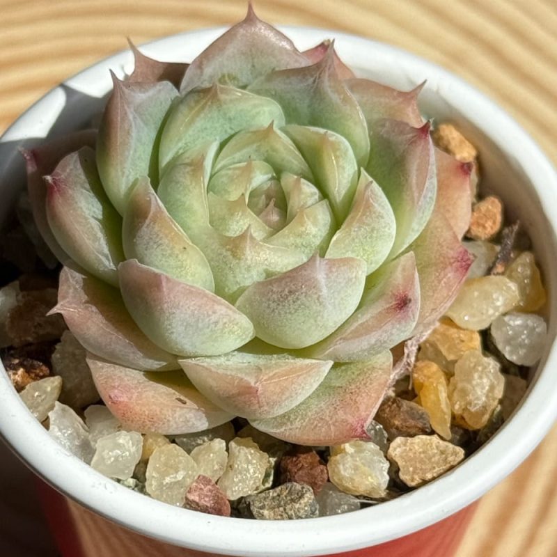 scculent-echeveria-elegans-sasa-queen-side-view