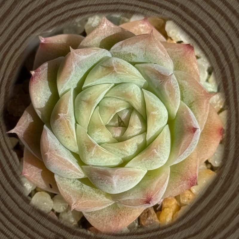 scculent-echeveria-elegans-sasa-queen-top-view