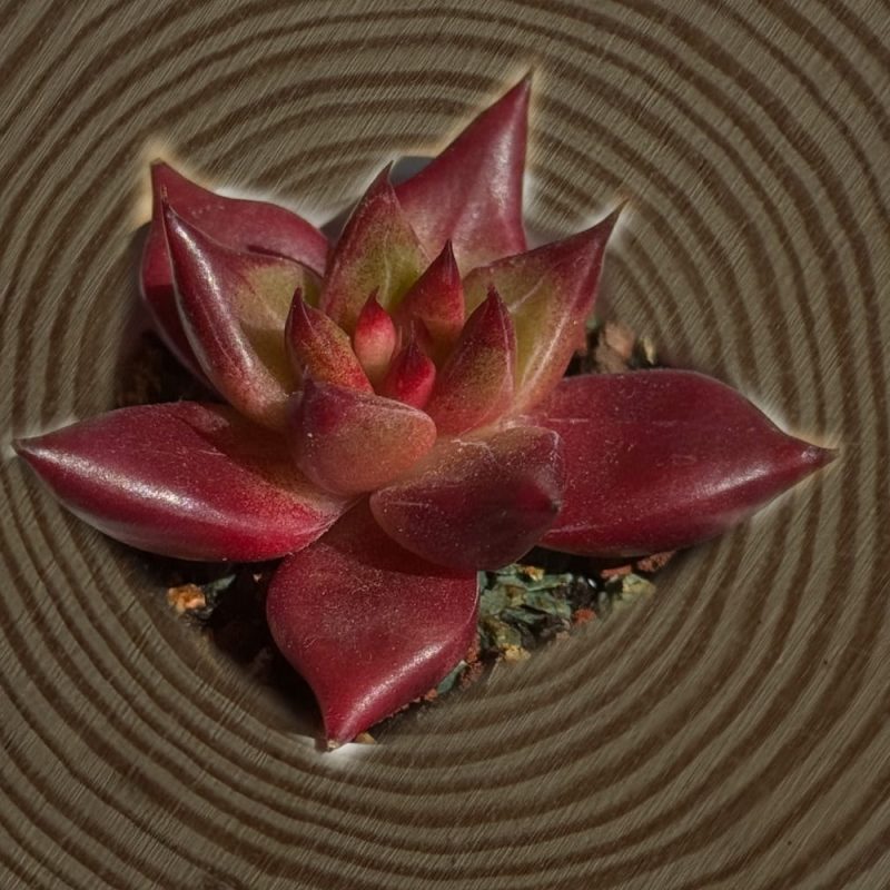 scculent-echeveria-hybird-robin