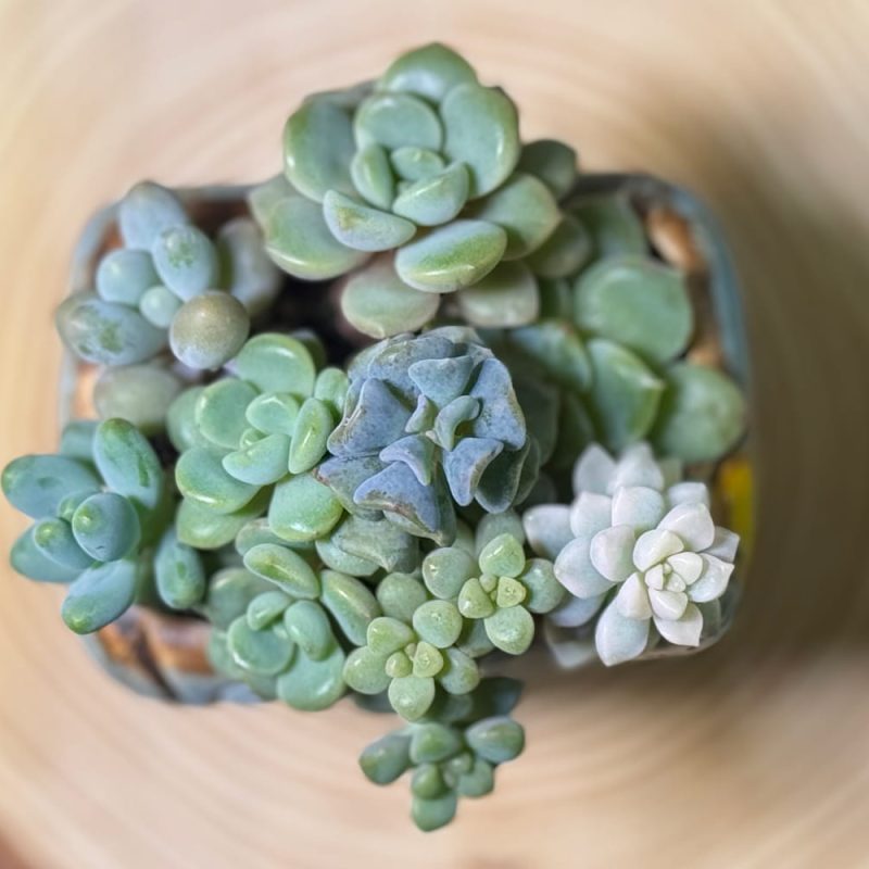 scculents-group-top-view