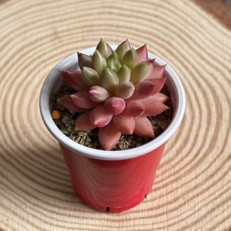 Echeveria Cherry, Succulent Plant