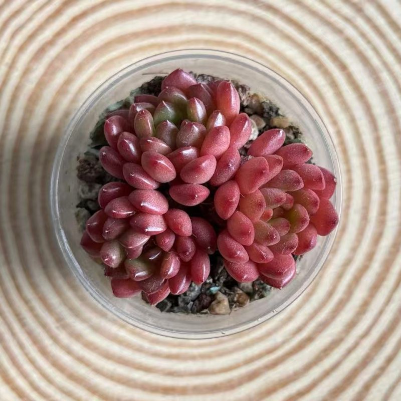 Sedeveria Pink Ruby clustered small